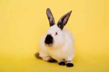 White rabbit with a black nose on a plain yellow background. Symbol of the year. Black and white hare.