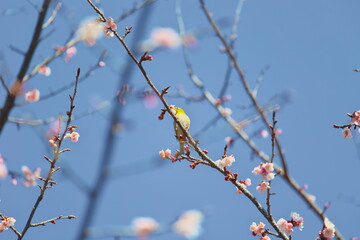 メジロと早春の桜