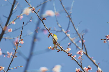 メジロと早春の桜