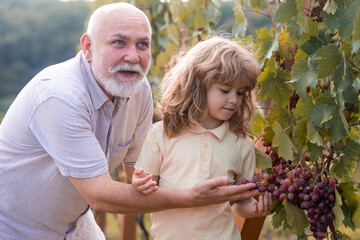 Grandson child and grandfather harvesting grapes. Farming in farm countryside.