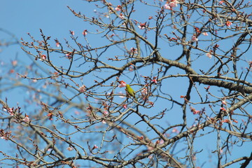 メジロと早春の桜