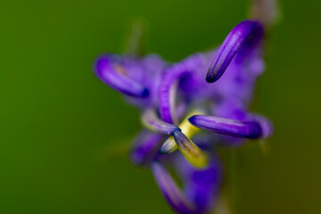 Phyteuma orbiculare flower in mountains, close up 