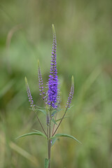 Fototapeta premium longleaf speedwell in front of blurry green background