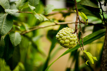 Annona or the sweetsop fruit