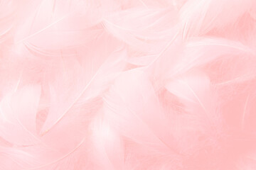 Fototapeta na wymiar Pink Feathers Texture Background. Swan Feathers 