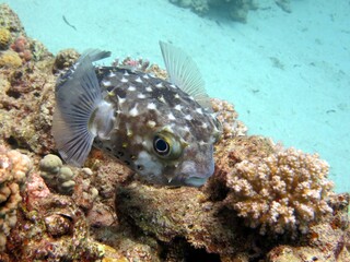 puffer fish