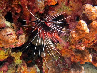 lionfish