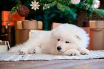 Fluffy white puppy of the Samoyed breed on the carpet in the house.
