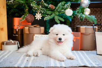 Fluffy white puppy of the Samoyed breed on the carpet in the house.