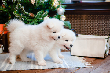 Two white fluffy samoyed puppies on the carpet in the house.