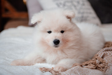 Fluffy white puppy of the Samoyed breed on the carpet in the house.