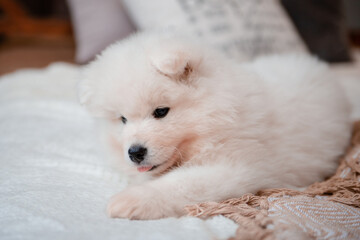 Fluffy white puppy of the Samoyed breed on the carpet in the house.
