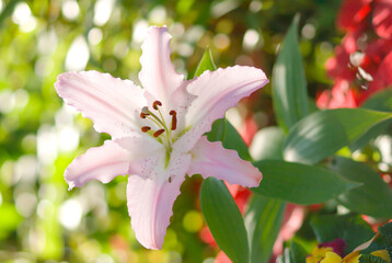 pink lily flower