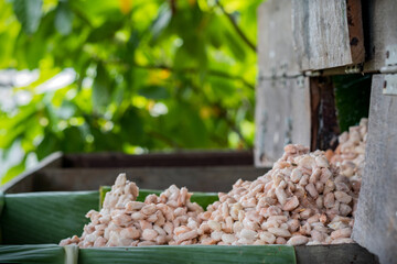 Fresh cacao beans fermentation process in a wood container.