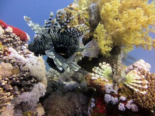 lionfish