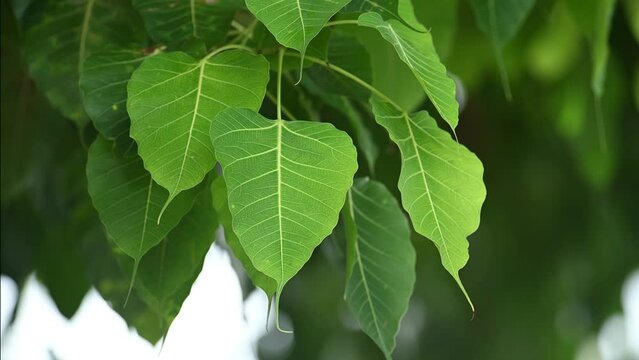 sacred fig tree leaves