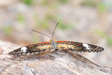 colorful butterfly on a tree closeup 