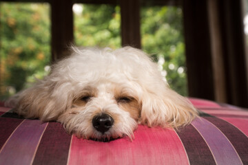 portrait of a dog relaxing good health