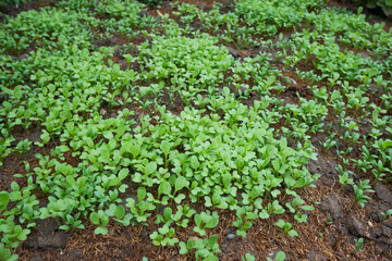 Fototapeta na wymiar young green lettuce growing on soil.