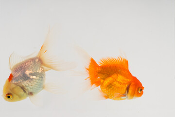 Goldfish orange color white background.