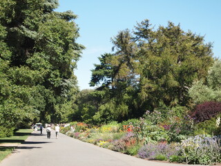 Rose garden