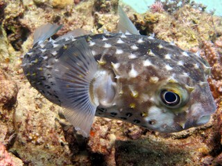 puffer fish