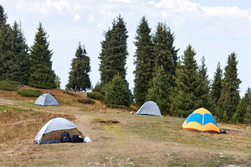 tourist tents set up among the fir trees