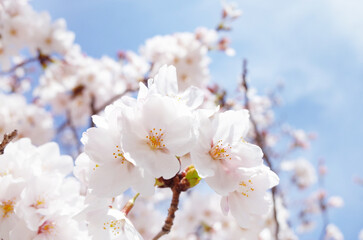 満開の桜と青空