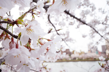 満開の桜と街並