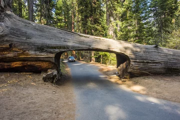 Rolgordijnen Car and tunnel log in Sequoia National Park © Fyle