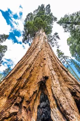 Rolgordijnen Giant Sequoia trees © Fyle