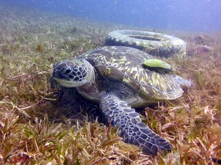 Obraz premium green sea turtle