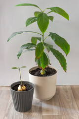 Two flower pots with avocado trees on the white background. Grows from a seed. Home garden.