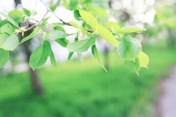 Spring nature background. Forest landscape. Green trees and grass on a spring morning.