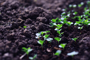 Young sprouts of seedlings in the vegetable garden. Greenery in a greenhouse. Fresh herbs in the spring on the beds.