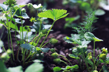 Young sprouts of seedlings in the vegetable garden. Greenery in a greenhouse. Fresh herbs in the spring on the beds.
