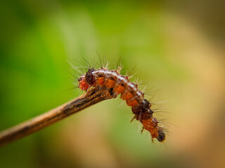 caterpillar on a leaf