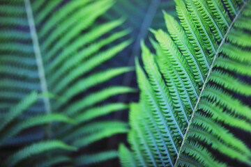 Plants and flowers macro. Detail of petals and leaves at sunset. Natural nature background.