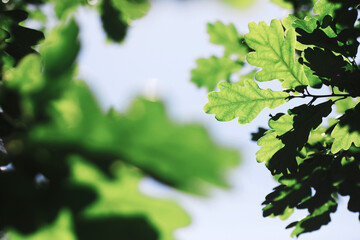 Spring nature background. Forest landscape. Green trees and grass on a spring morning.