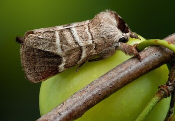 a moth sits on a plant