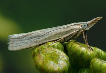 a moth sits on a plant
