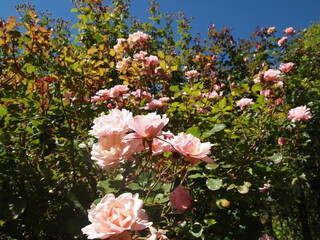 Rose garden