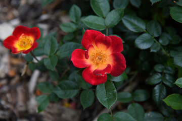 Breathtaking Orange and Red Flower