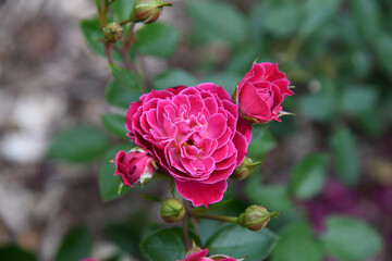 Beautiful Pink Purple Flower