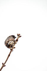 Sparrow