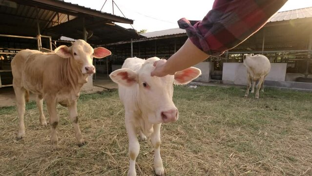 4k resolution slow motion. Young farmer hand is caressing calf in farm. Cattle farming agriculture. Cute calf in cattle farm.
