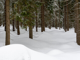 View of the snowdrifts in the forest