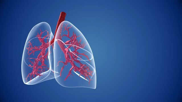 Human lungs healthcare and medical background