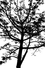 Leafless branches isolated on white background