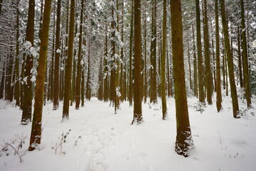 snowy cedar forest